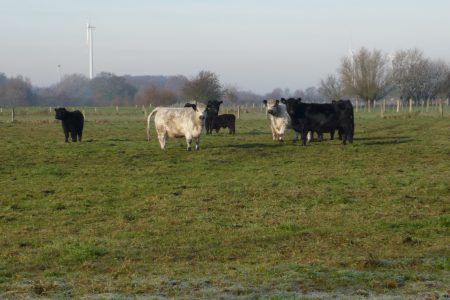 Welter Bach Galloways