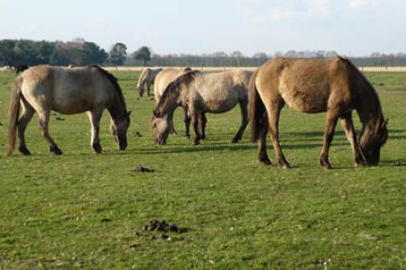 Merfelder Bruch Wildpferde