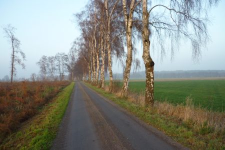 Letter Bruch Birkenallee